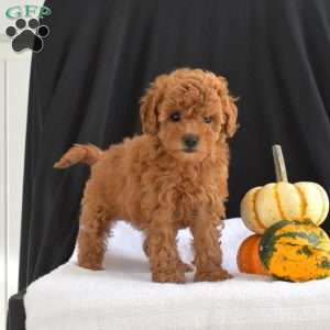 Cocoa, Cavapoo Puppy