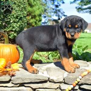 Cocoa, Rottweiler Puppy