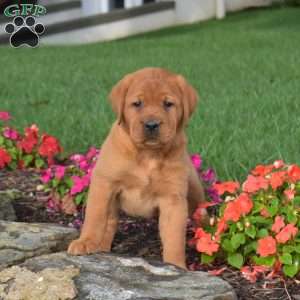 Cocoa, Fox Red Labrador Retriever Puppy