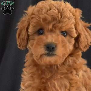 Cocoa, Cavapoo Puppy