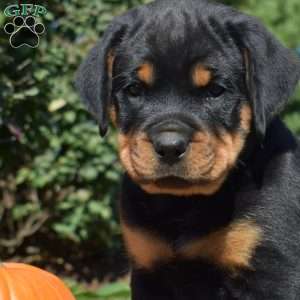Cocoa, Rottweiler Puppy
