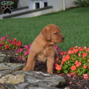 Cocoa, Fox Red Labrador Retriever Puppy