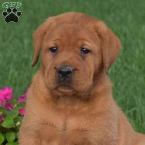 Cocoa, Fox Red Labrador Retriever Puppy