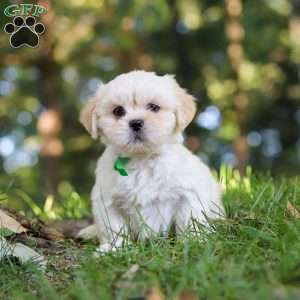 Cody, Lhasa Apso Puppy