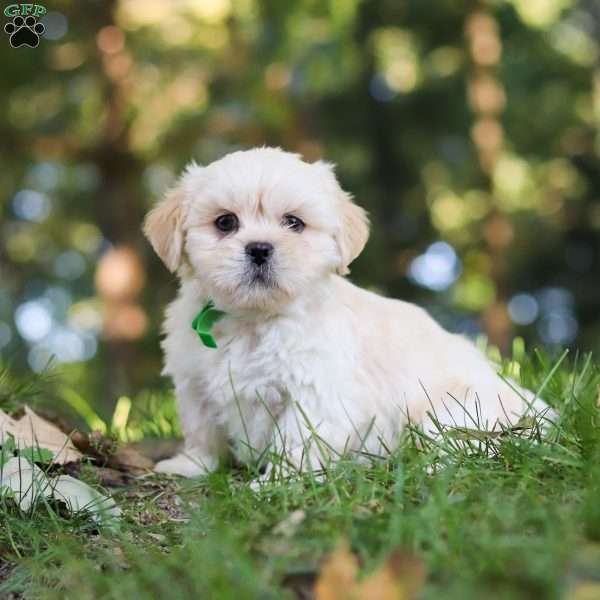 Cody, Lhasa Apso Puppy