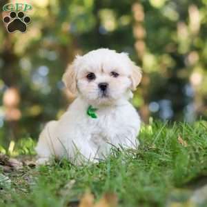 Cody, Lhasa Apso Puppy