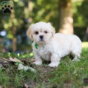 Cody, Lhasa Apso Puppy