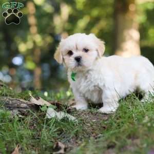 Cody, Lhasa Apso Puppy