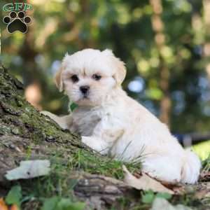 Cody, Lhasa Apso Puppy