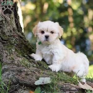 Cody, Lhasa Apso Puppy