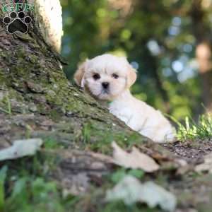 Cody, Lhasa Apso Puppy
