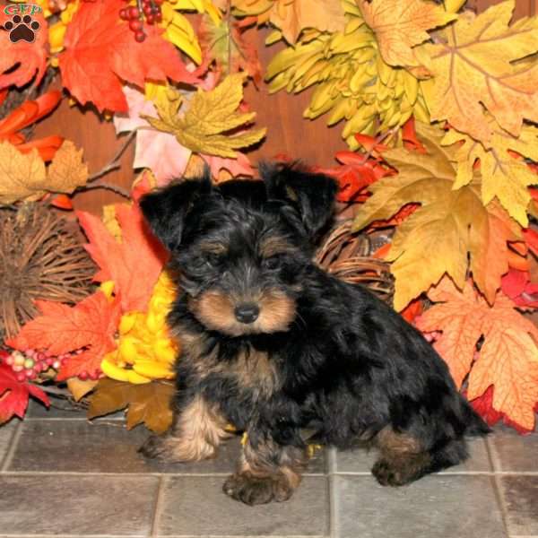 Cody, Yorkie Puppy