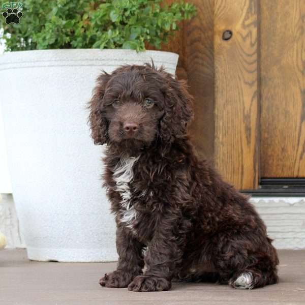 Cody, Cockapoo Puppy
