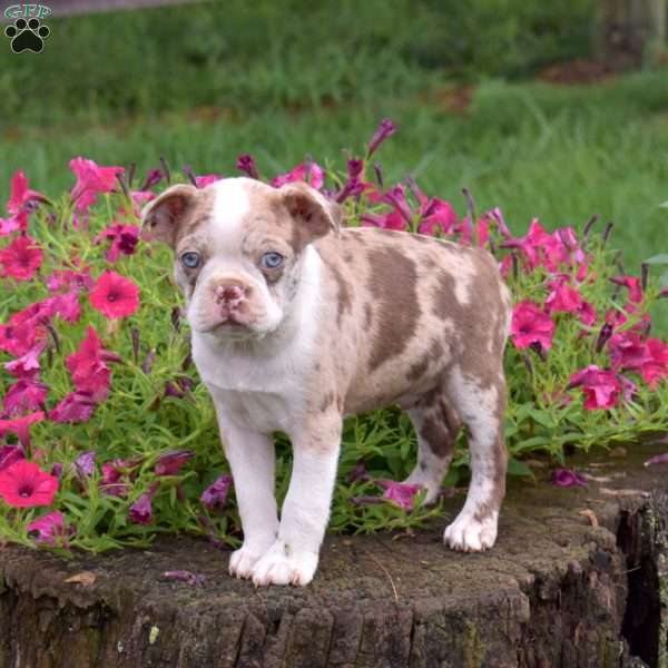 Cody, Boston Terrier Puppy