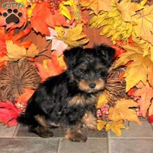 Cody, Yorkie Puppy