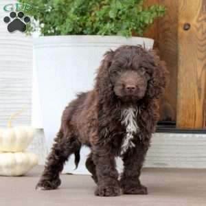 Cody, Cockapoo Puppy