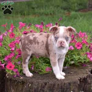 Cody, Boston Terrier Puppy