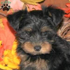 Cody, Yorkie Puppy