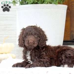 Cody, Cockapoo Puppy