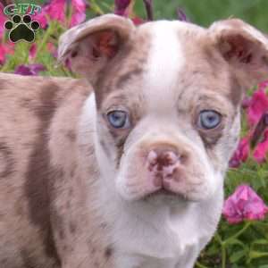 Cody, Boston Terrier Puppy