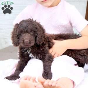 Cody, Cockapoo Puppy