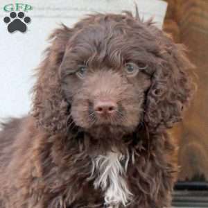 Cody, Cockapoo Puppy
