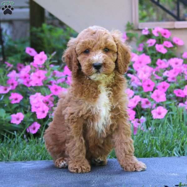 Cody, Goldendoodle Puppy