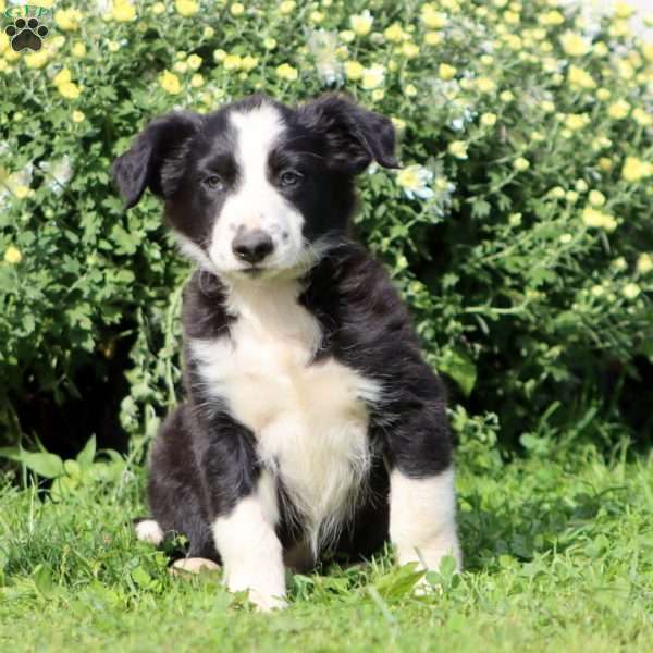 Cody, Border Collie Mix Puppy