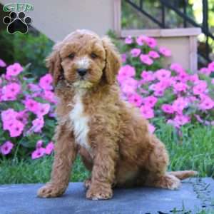 Cody, Goldendoodle Puppy