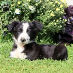 Cody, Border Collie Mix Puppy