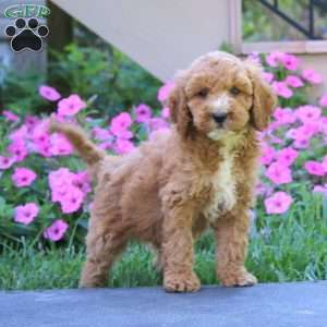 Cody, Goldendoodle Puppy