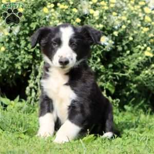 Cody, Border Collie Mix Puppy