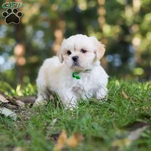Cody, Lhasa Apso Puppy