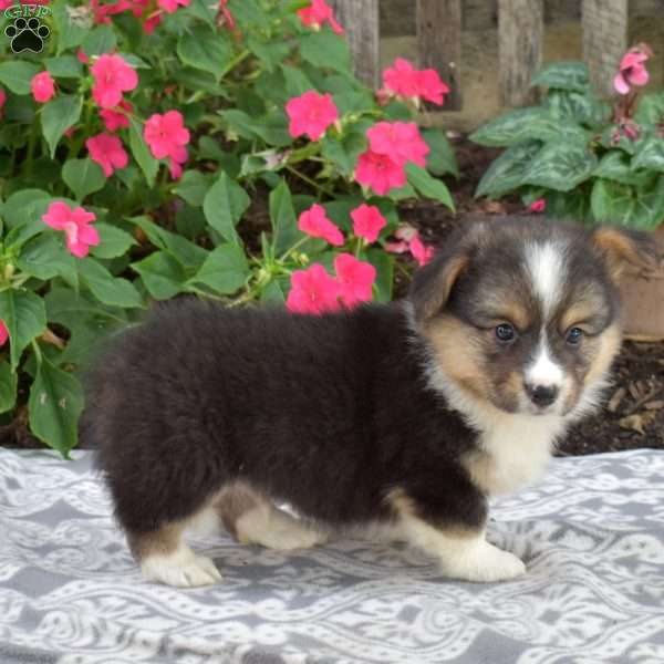 Colby, Pembroke Welsh Corgi Puppy