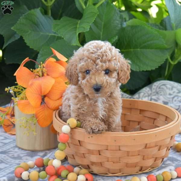 Colby, Toy Poodle Puppy