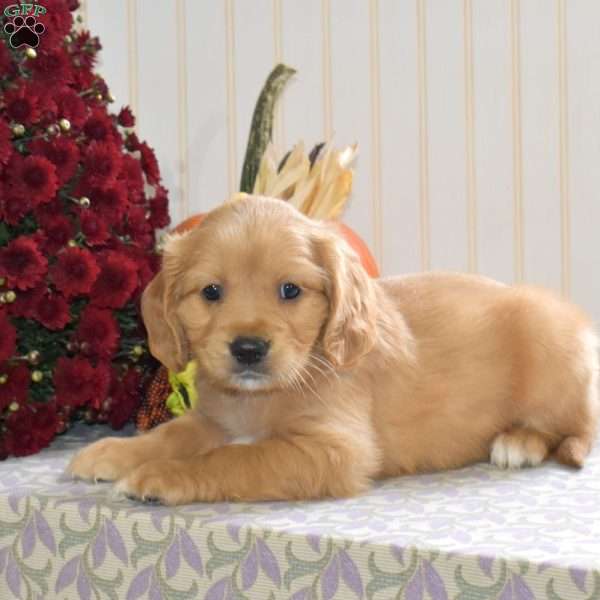 Colby, Miniature Golden Retriever Puppy
