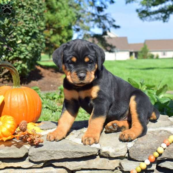 Colby, Rottweiler Puppy
