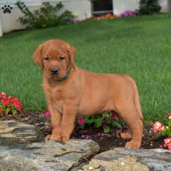 Colby, Fox Red Labrador Retriever Puppy