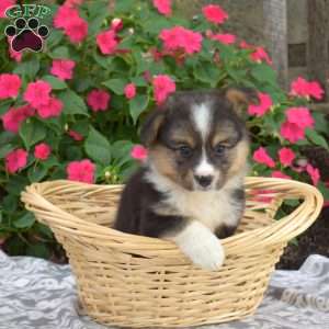 Colby, Pembroke Welsh Corgi Puppy