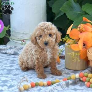 Colby, Toy Poodle Puppy