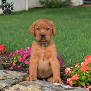 Colby, Fox Red Labrador Retriever Puppy