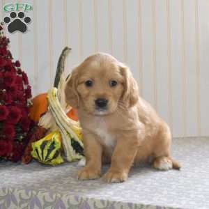 Colby, Miniature Golden Retriever Puppy