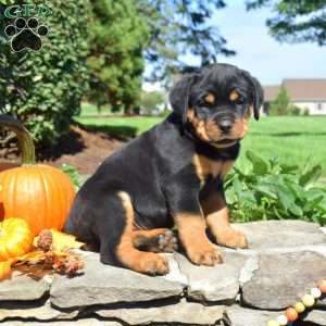 Colby, Rottweiler Puppy