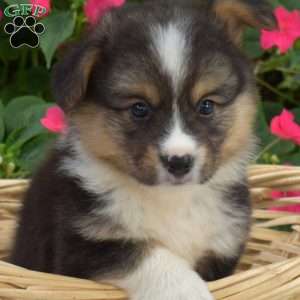Colby, Pembroke Welsh Corgi Puppy