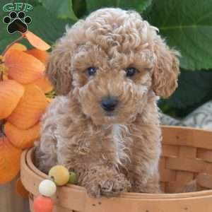 Colby, Toy Poodle Puppy