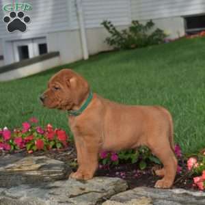 Colby, Fox Red Labrador Retriever Puppy