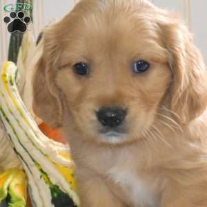 Colby, Miniature Golden Retriever Puppy