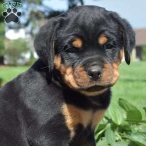 Colby, Rottweiler Puppy