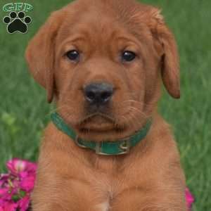 Colby, Fox Red Labrador Retriever Puppy