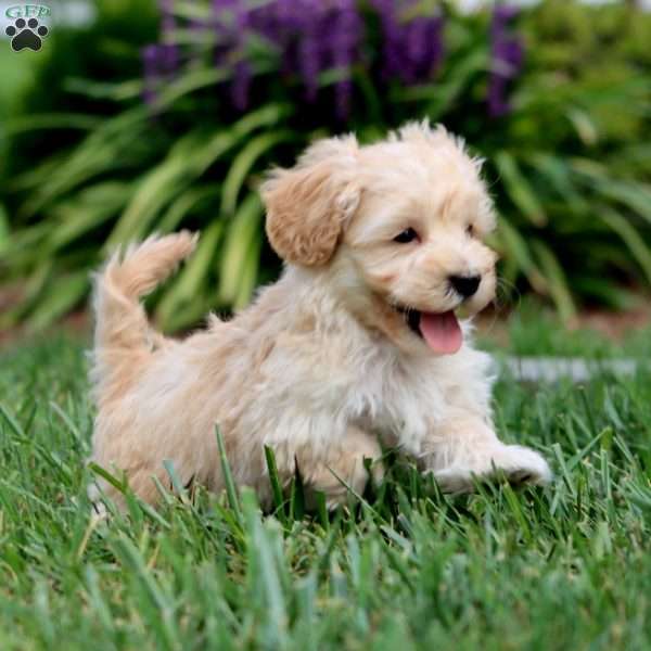Colby, Maltipoo Puppy